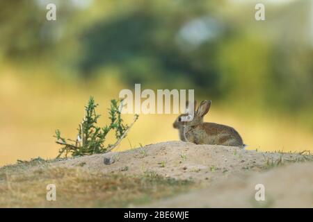 Coniglio europeo o comune coniglio, Oryctolagus cuniculus, siede nel prato estivo, repubblica Ceca. Fauna selvatica scena. Foto Stock