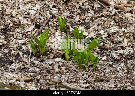 Cavolo Skunk che emerge dal suolo della foresta in primavera. Foto Stock