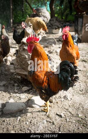 allevamento di galline criollo in fattoria rurale Foto Stock