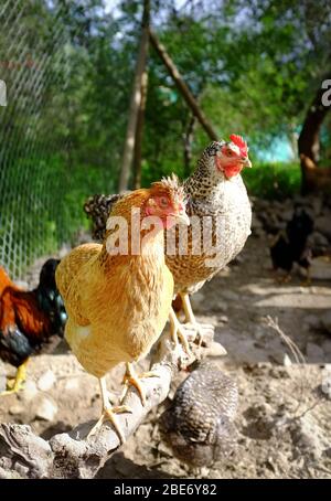 allevamento di galline criollo in fattoria rurale Foto Stock