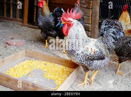 allevamento di galline criollo in fattoria rurale Foto Stock