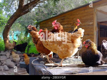 allevamento di galline criollo in fattoria rurale Foto Stock