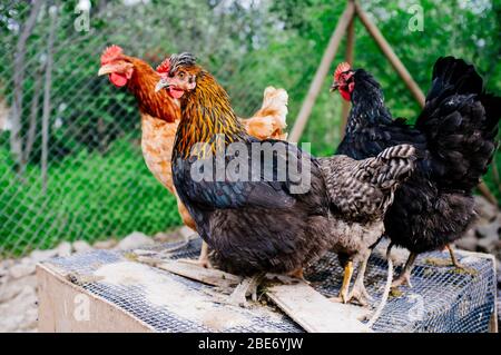 allevamento di galline criollo in fattoria rurale Foto Stock