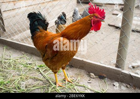 allevamento di galline criollo in fattoria rurale Foto Stock
