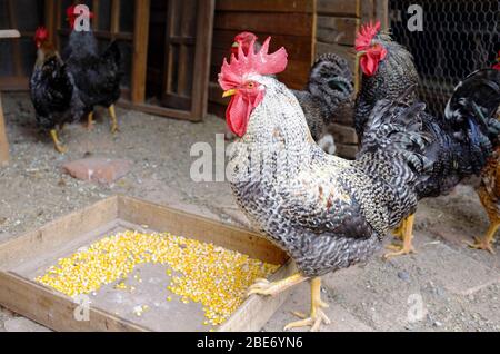 allevamento di galline criollo in fattoria rurale Foto Stock