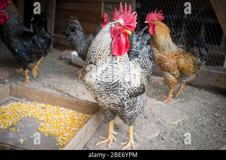 allevamento di galline criollo in fattoria rurale Foto Stock