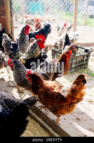 allevamento di galline criollo in fattoria rurale Foto Stock