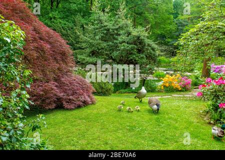 Coppia di oche e piccoli goslings - beautyof natura in giardino giapponese a Leverkusen , Germania. Natura incredibile a metà maggio. Foto Stock