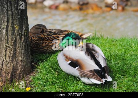 Un'immagine a colori di una coppia di anatre selvatiche Mallard che riposano insieme sull'erba vicino al fiume (Anas platyrhynchos) Foto Stock