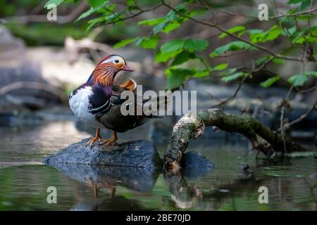 Anatra madarin maschio, Aix galericulata, preening sul bordo delle acque, Wyre foresta, Worcestershire UK Foto Stock