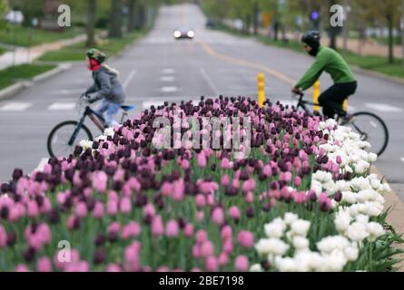 St. Louis, Stati Uniti. 12 aprile 2020. I ciclisti pedalano davanti ai coloratissimi tulipani rosa e viola in piena fioritura nel Forest Park, a St. Louis, domenica 12 aprile 2020. Foto di Bill Greenblatt/UPI Credit: UPI/Alamy Live News Foto Stock