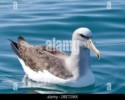 Salvin's Albatross (Thalassarche salvini) (Mollymawk) da Kaikoura, Nuova Zelanda Foto Stock