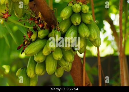Averrhoa bilimbi (comunemente noto come bilimbi, albero di cetriolo, o sorrel di albero Foto Stock