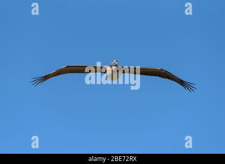 Pelican in volo dalla parte anteriore contro un cielo blu Foto Stock