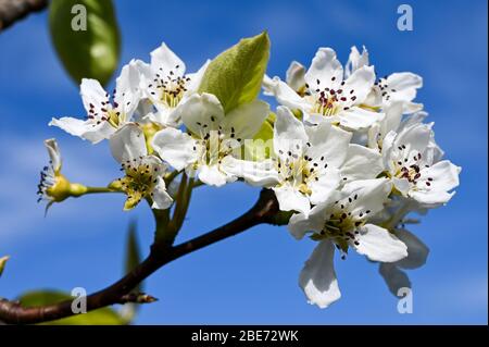 Fiore di pera cinese bianca, pyros pirifolia, contro un cielo blu. Foto Stock