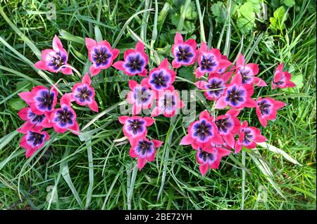 La specie nana colorata tulipano 'piccola bellezza', brillante fucsia rosso con centro blu. Foto Stock