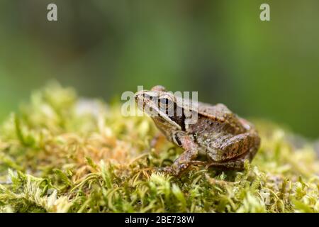 Rana iberica (Rana iberica), anfibia endemica della penisola iberica. Foto Stock