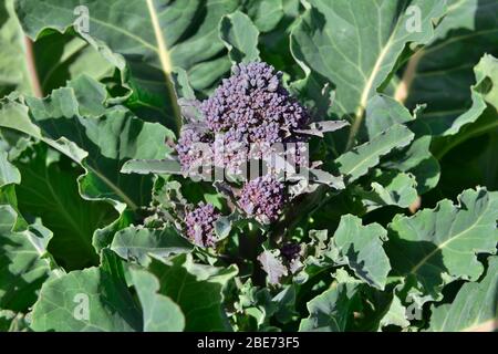 Broccoli (Brassica oleracea) germogliato in giardino, Regno Unito Foto Stock