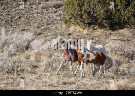 Cavalli selvatici sparando nello Utah Foto Stock