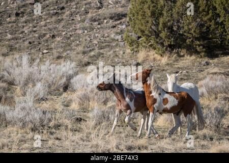 Cavalli selvatici sparando nello Utah Foto Stock