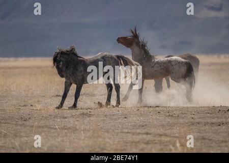 Cavalli selvatici sparando nello Utah Foto Stock