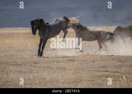 Cavalli selvatici sparando nello Utah Foto Stock