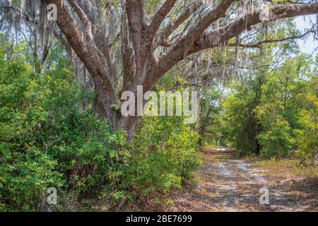 Alberi di quercia vivi imbciti in Moss spagnolo lungo la strada sterrata in zona boscosa. Riserva tropicale di Halpata Tastanaki. Dunnellon, Florida. Foto Stock