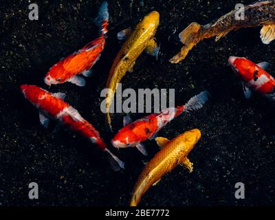 Koi nuoto in stagno nel giardino di Suizenji a Kumamoto. Foto Stock