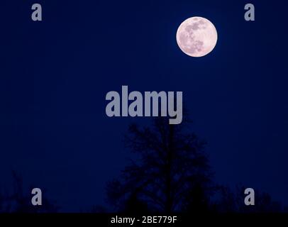 Luna super rosa piena, alberi silhouetted e cielo scuro Foto Stock