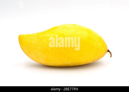 Delizioso mango organico giallo dorato su sfondo bianco isolato con spazio copia. I frutti di mango maturi hanno un sapore dolce e poco acidulo. Tropica popolare Foto Stock