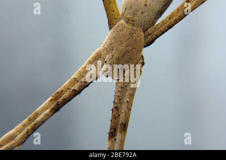 Deinopis subrufa ragno di lancio netto Foto Stock