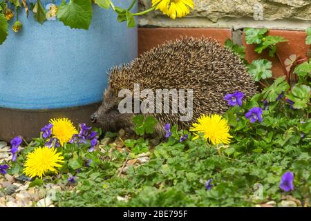 Hedgehog, (nome scientifico: Erinaceus Europaeus). Primo piano di un riccio selvaggio, nativo, europeo a Springtime. Di fronte a sinistra con violetti colorati Foto Stock