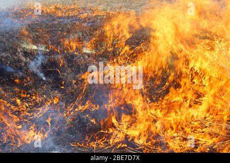 Combustione controllata in Aso, Prefettura di Kumamoto, Giappone Foto Stock