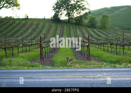 Una lepre selvatica o luppolo di jackconiglio in un vigneto di campagna con erba fresca verde primavera in Healdsburg rurale, contea di Sonoma, California. Foto Stock