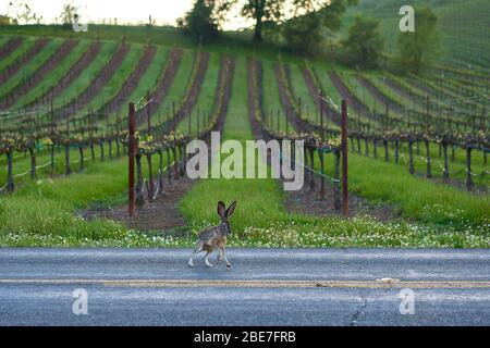 Una lepre selvatica o luppolo di jackconiglio in un vigneto di campagna con erba fresca verde primavera in Healdsburg rurale, contea di Sonoma, California. Foto Stock