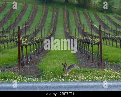Una lepre selvatica o luppolo di jackconiglio in un vigneto di campagna con erba fresca verde primavera in Healdsburg rurale, contea di Sonoma, California. Foto Stock