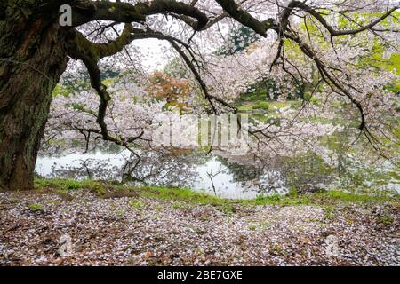 Fiori di ciliegia a Tokyo, Giappone Foto Stock