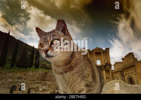 gatti in efeso rovine Foto Stock