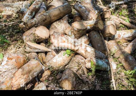 Para albero di gomma legname tronchi industriale albero di gomma grezza Foto Stock