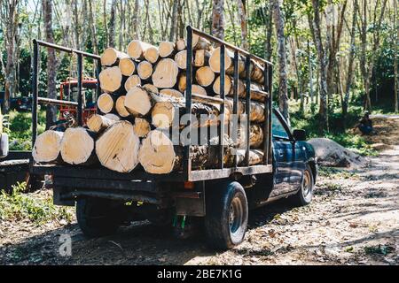 Para albero di gomma legname tronchi industriale albero di gomma grezza Foto Stock