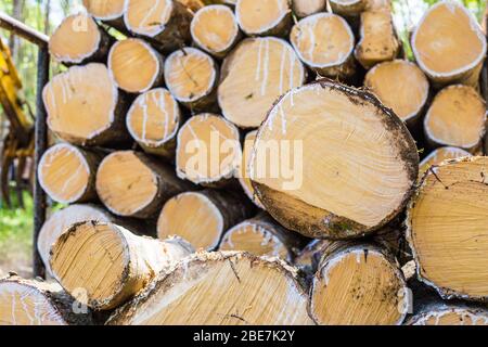Para albero di gomma legname tronchi industriale albero di gomma grezza Foto Stock