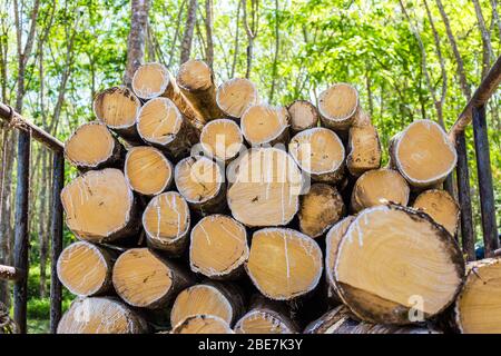 Para albero di gomma legname tronchi industriale albero di gomma grezza Foto Stock