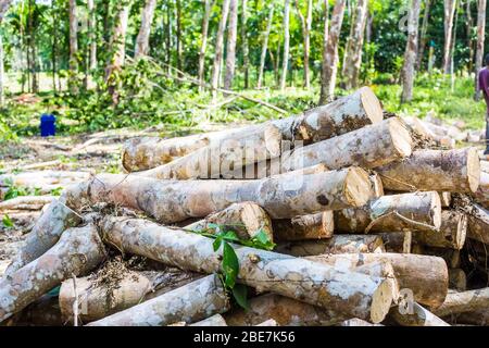 Para albero di gomma legname tronchi industriale albero di gomma grezza Foto Stock