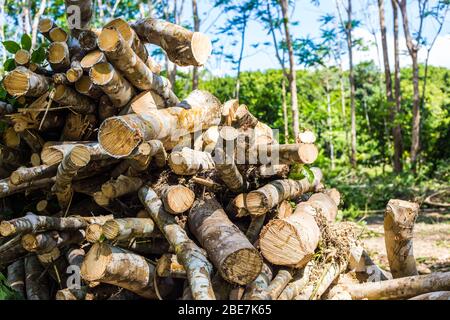 Para albero di gomma legname tronchi industriale albero di gomma grezza Foto Stock
