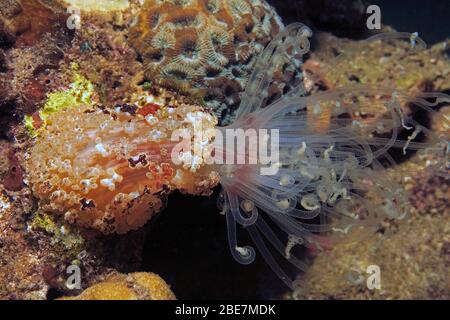 Notte Tuberculate Anemone (Alicia sansibarensis), anemone marino con tentacoli estremamente lunghi, Camiguin, Filippine Foto Stock