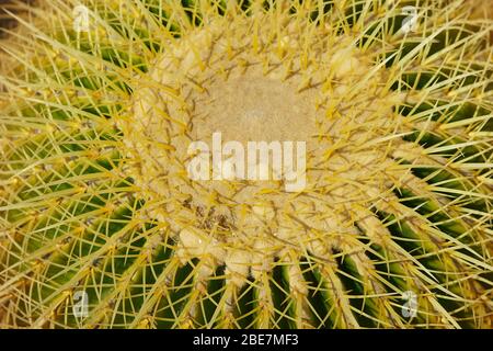Echinocactus grusonii Hildm Foto Stock