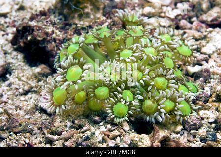 Vaso di fiori verdi (Goniopora sp.), fluoresces di notte, Malapascua, Cebu, Visayas, Filippine Foto Stock