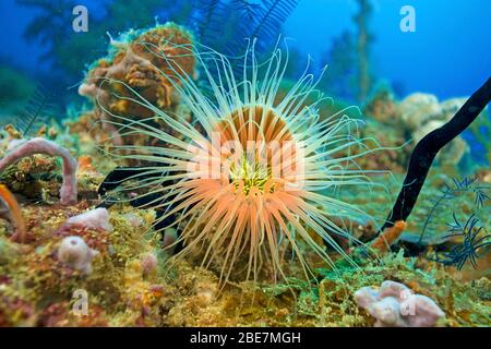 Anemone morbido del tubo (Cerianthus filiformis), Malapascua, Cebu, Visayas, Filippine Foto Stock