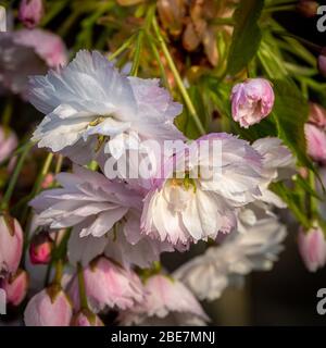 Primo piano del fiore di ciliegia giapponese (Shimmidsu sakura) Foto Stock
