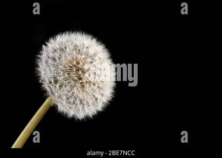 Testa di semi di dente di leone isolata su sfondo nero Foto Stock